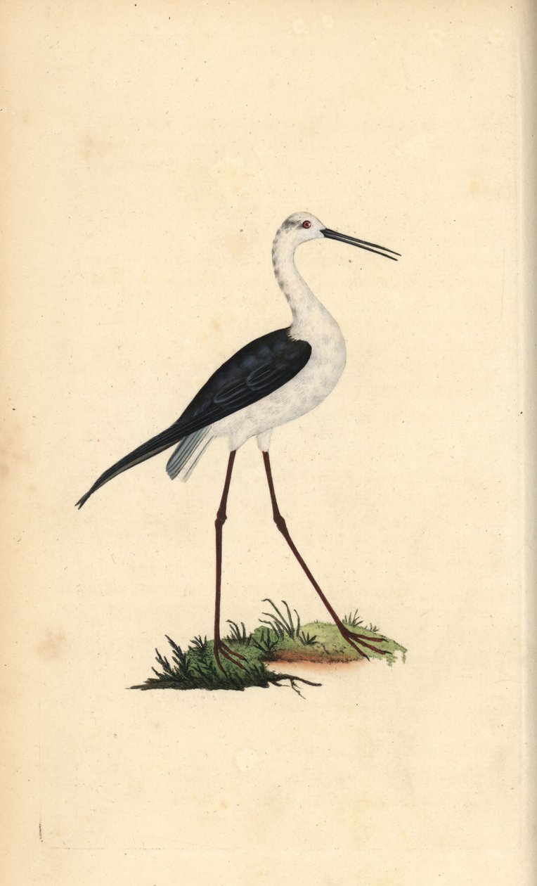 Échasse blanche, Himantopus himantopus - Edward Donovan