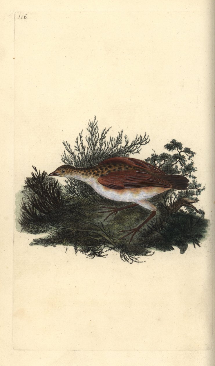 Râle des genêts, Crex crex. Quasi menacé. Gravure à la main en cuivre dessinée et gravée par Edward Donovan de son propre « Histoire naturelle des oiseaux britanniques », Londres - Edward Donovan