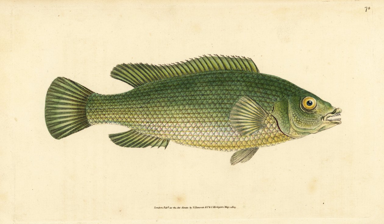 Girelle paon, Labrus mixtus. Gravure à la main par Edward Donovan de son "Histoire naturelle des poissons britanniques" - Edward Donovan