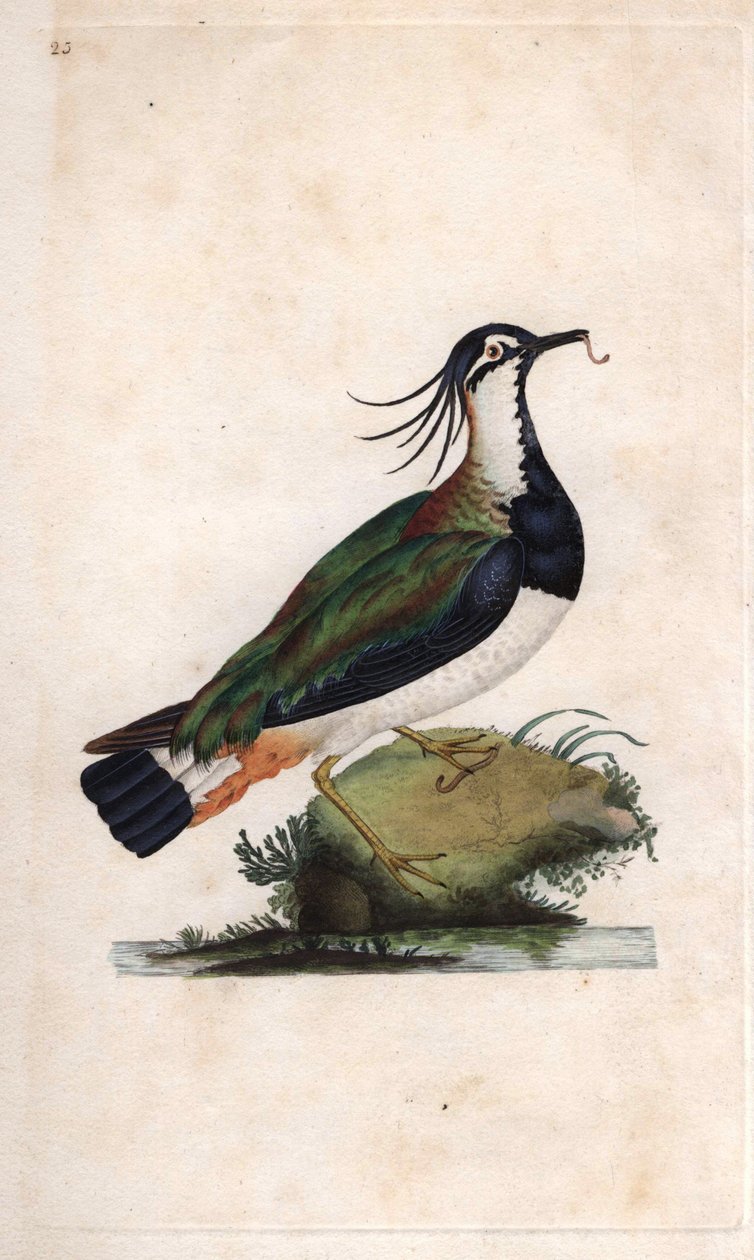 Vanneau huppé. Vanellus vanellus. Gravure sur cuivre par Edward Donovan, publiée dans "Histoire naturelle des oiseaux britanniques" - Edward Donovan