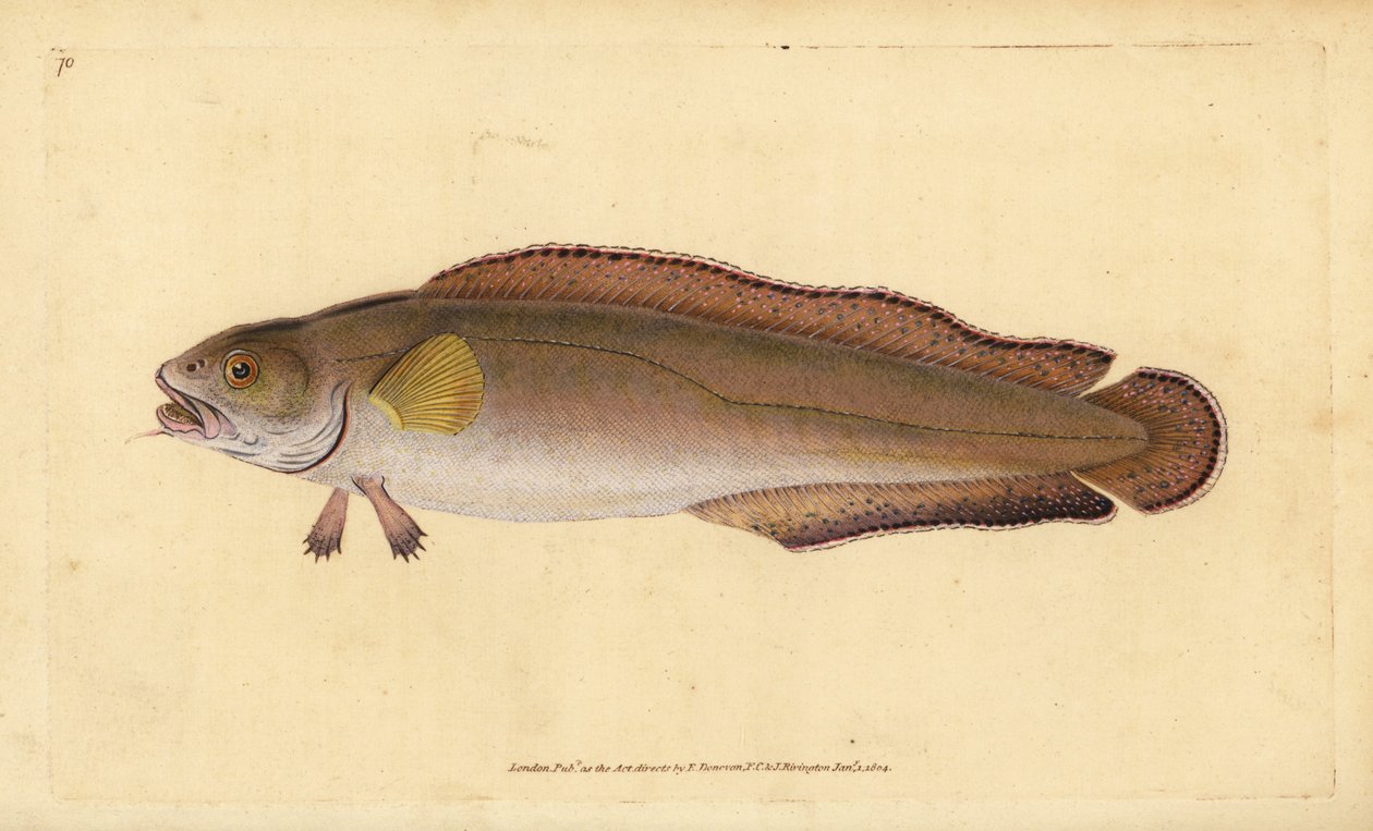 Brosme ou tusk, Brosme brosme. Gravure à la main en cuivre dessinée et gravée par Edward Donovan de son Histoire naturelle des poissons britanniques, Donovan et F.C. et J. Rivington, Londres - Edward Donovan