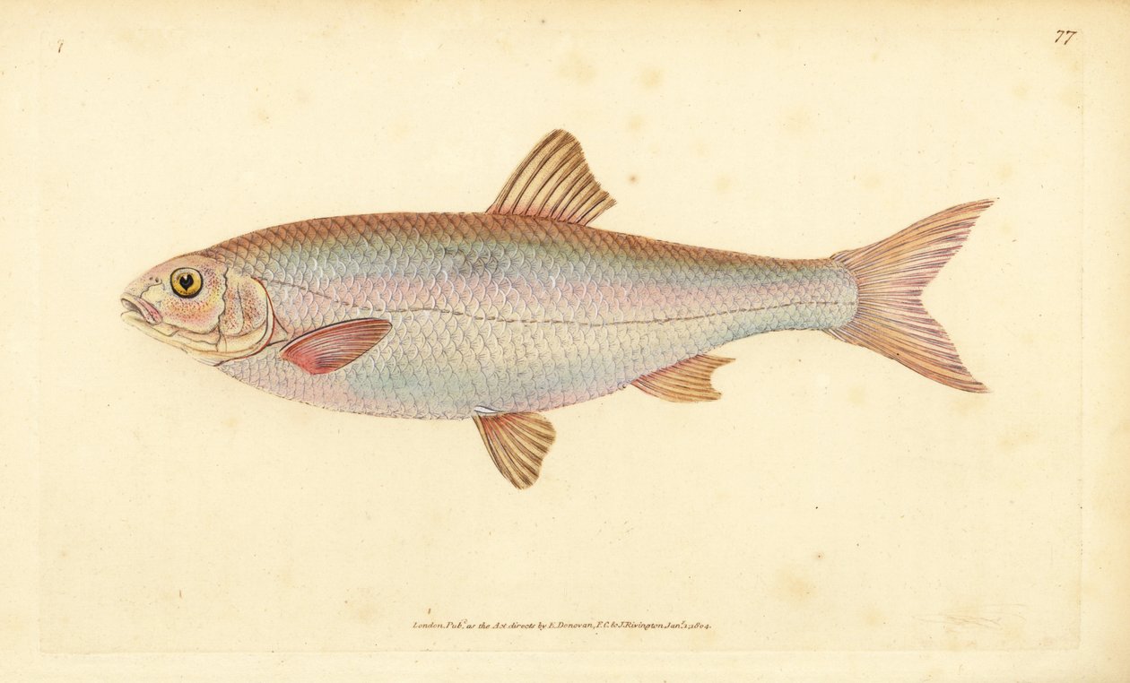 Vandoise, Leuciscus leuciscus. Gravure à la main en cuivre colorée par Edward Donovan - Edward Donovan