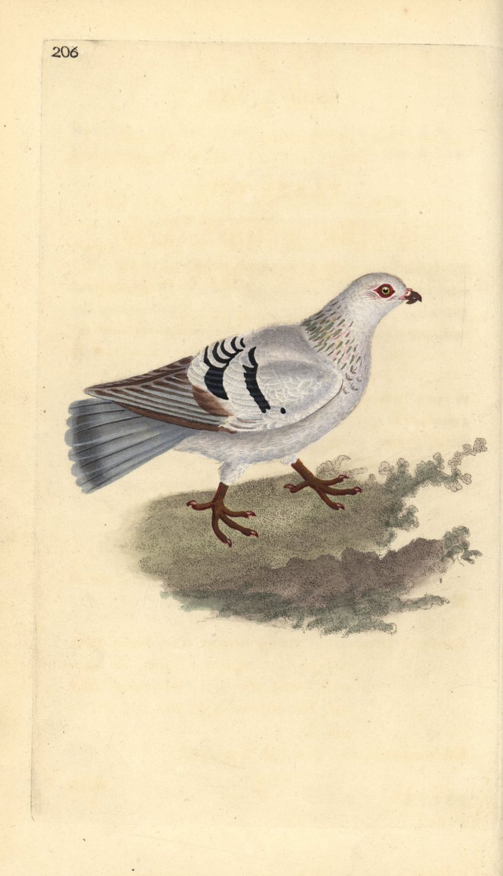Pigeon domestique, Columba livia domestica - Edward Donovan