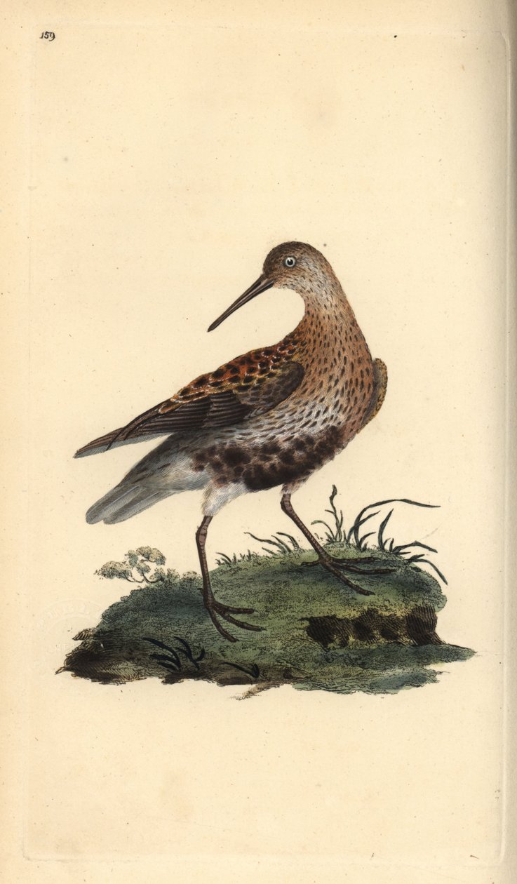 Bécasseau variable, Calidris alpina - Edward Donovan