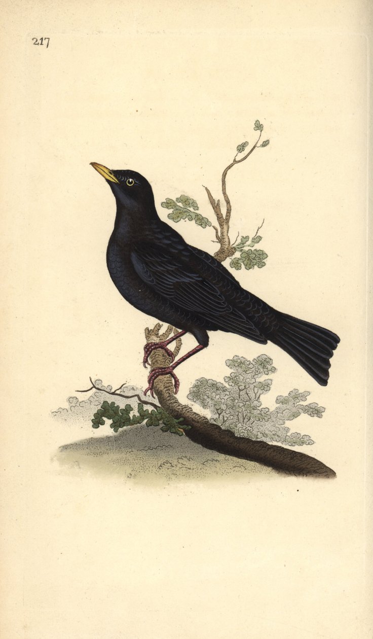 Merle noir, Turdus merula - Edward Donovan
