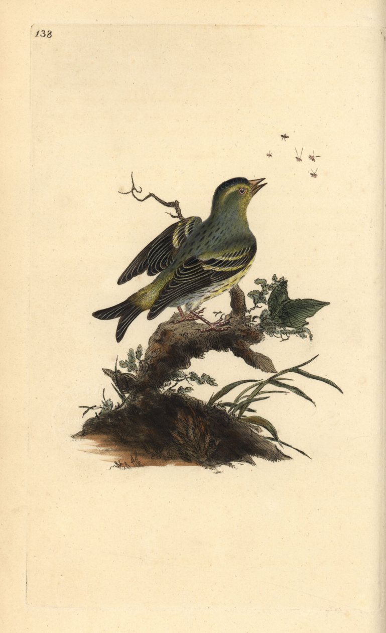 Tarin des aulnes, Carduelis spinus - Edward Donovan