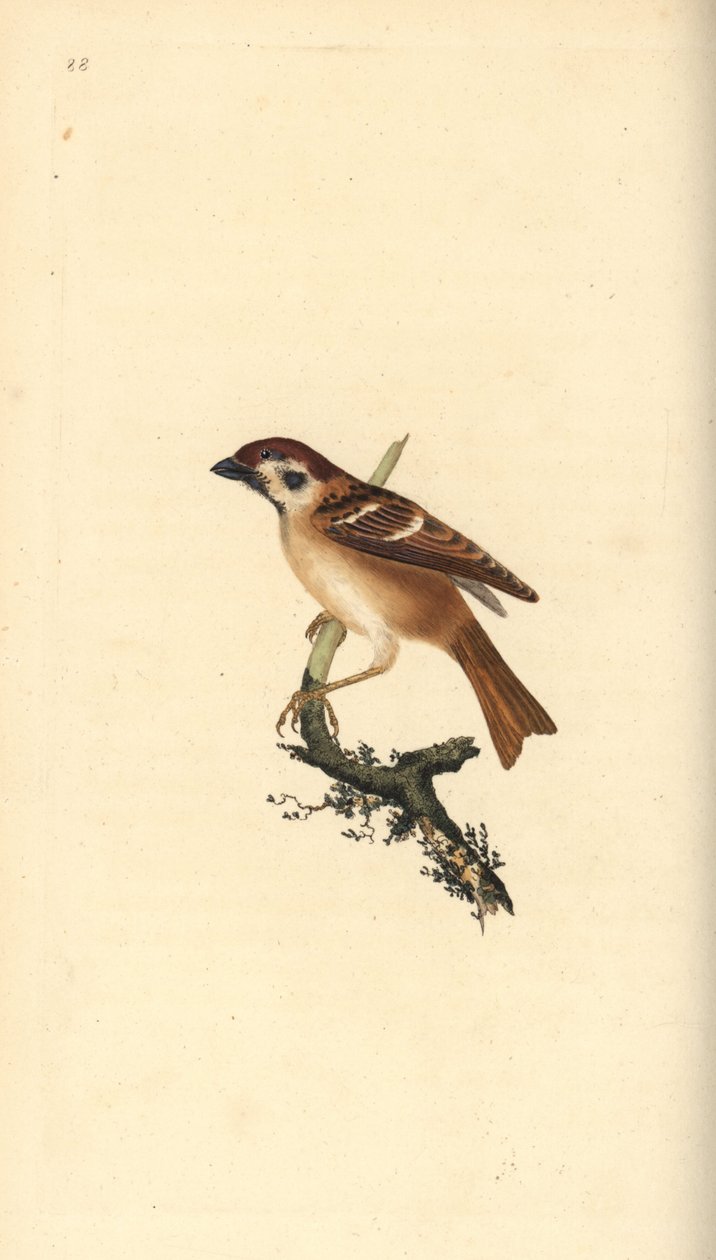 Moineau friquet, Passer montanus. Gravure à la main en cuivre dessinée et gravée par Edward Donovan de son propre « Histoire naturelle des oiseaux britanniques », Londres - Edward Donovan