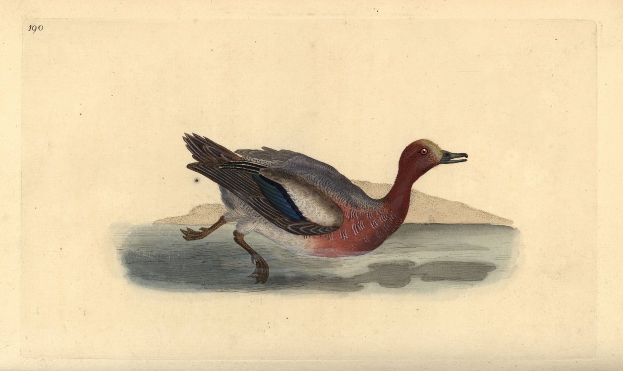 Canard siffleur, Anas penelope - Edward Donovan