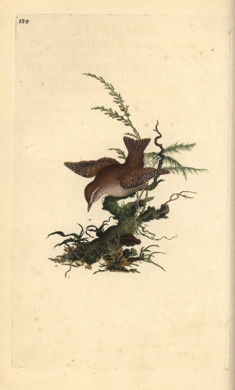Troglodyte mignon, Troglodytes troglodytes - Edward Donovan