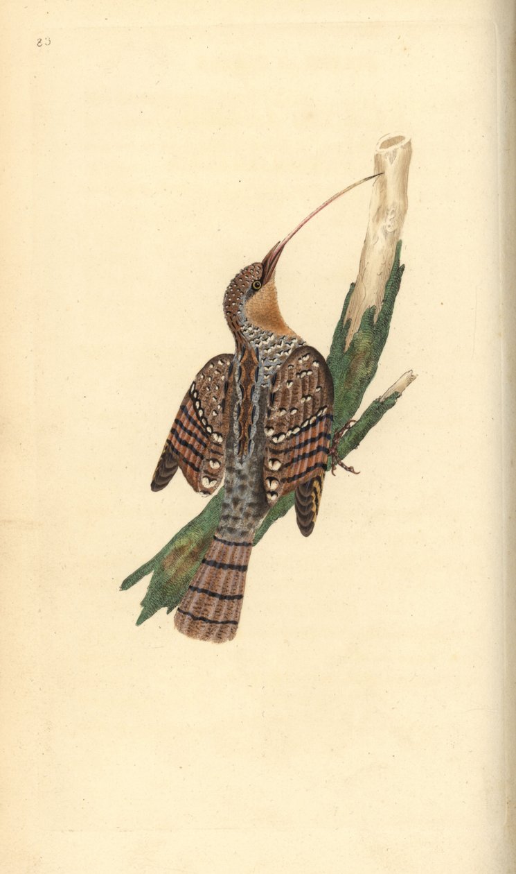 Torcol fourmilier. Jynx torquilla. Gravure à la main par Edward Donovan de son "Histoire naturelle des oiseaux britanniques" - Edward Donovan