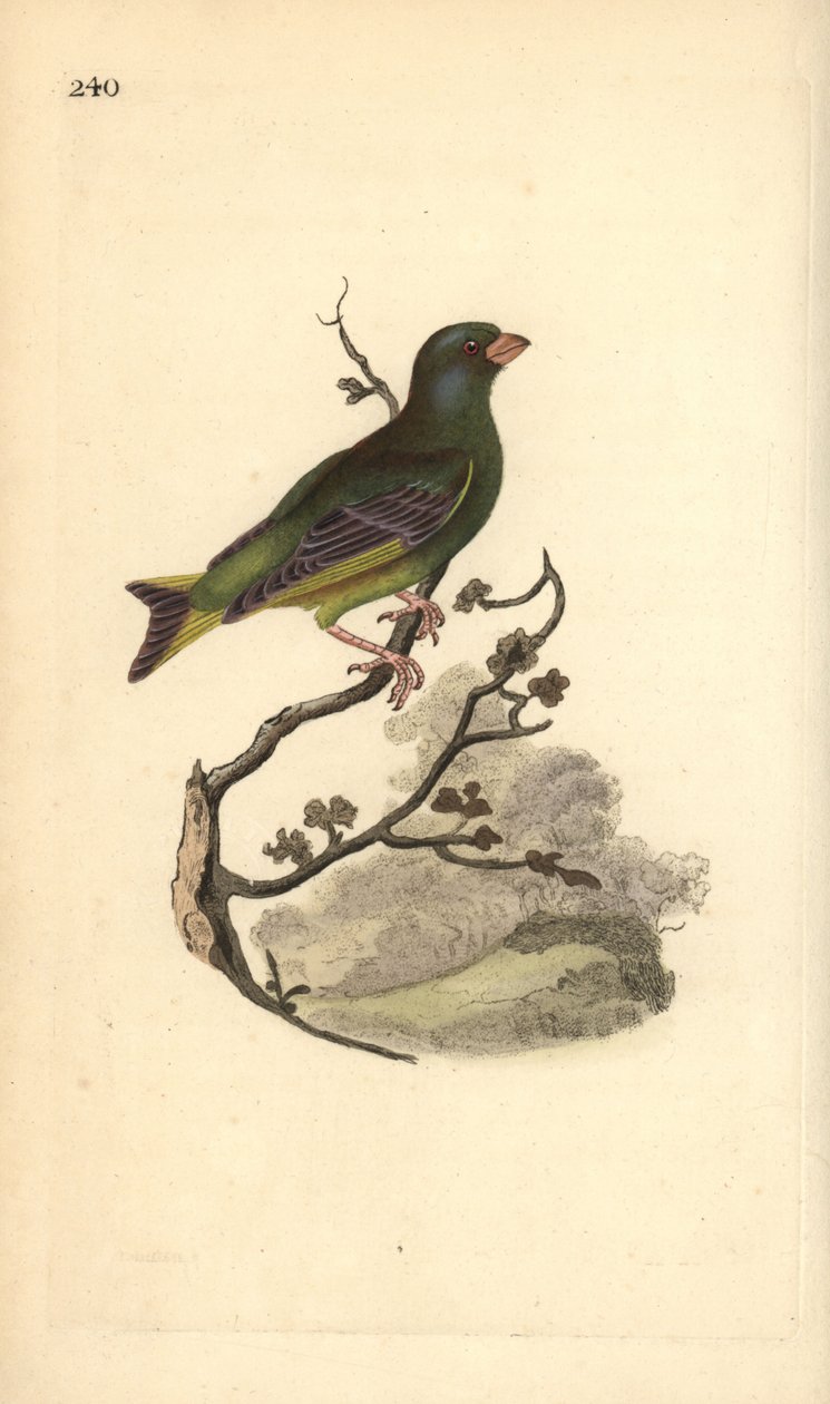 Verdier d