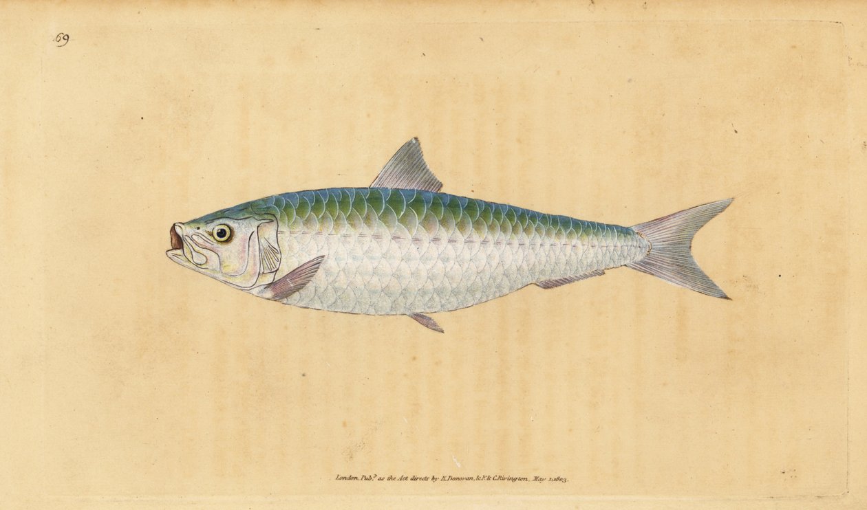 Sardine européenne, Sardina pilchardus - Edward Donovan