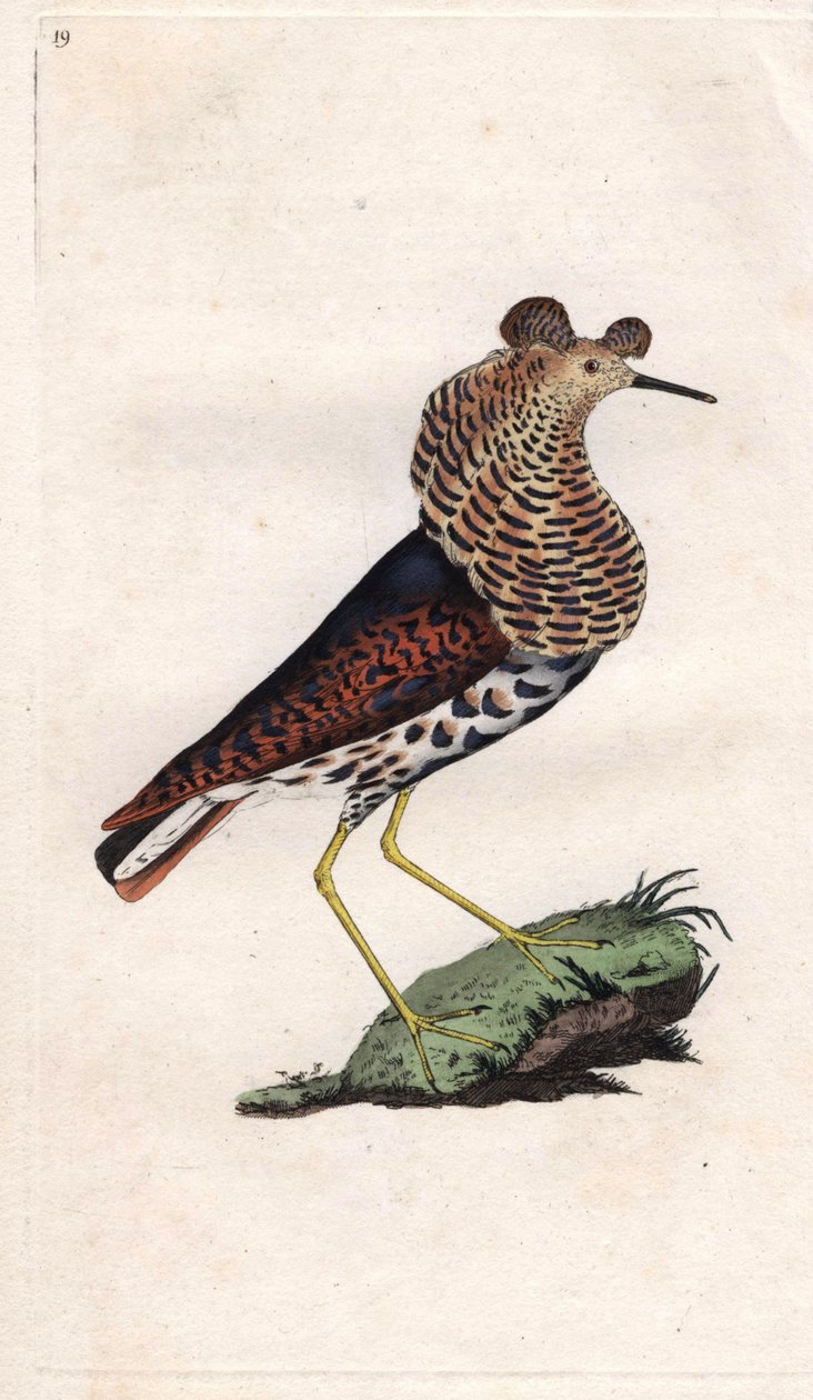 Combattant varié. Philomachus pugnax. Gravure sur cuivre par Edward Donovan, publiée dans Histoire naturelle des oiseaux britanniques, Londres - Edward Donovan
