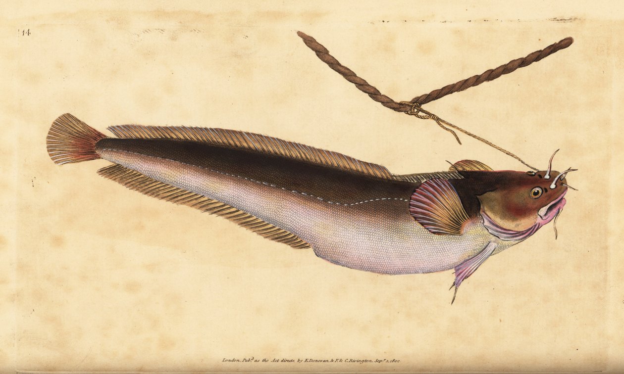 Motelle à cinq barbillons, Ciliata mustela - Edward Donovan