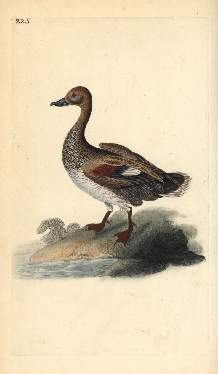 Canard chipeau (mâle), Anas strepera. Gravure sur cuivre colorée à la main tirée de l