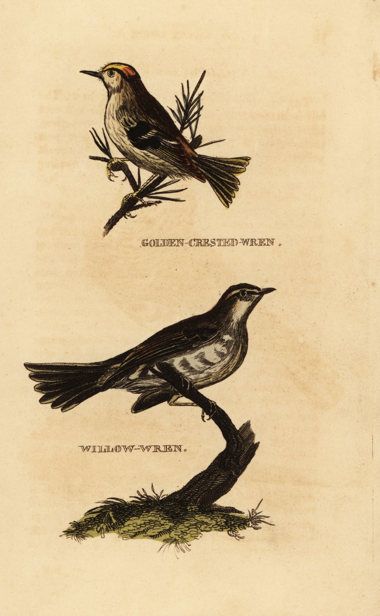 Roitelet huppé, Regulus regulus, et pouillot fitis, Phylloscopus trochilus - Edward Donovan