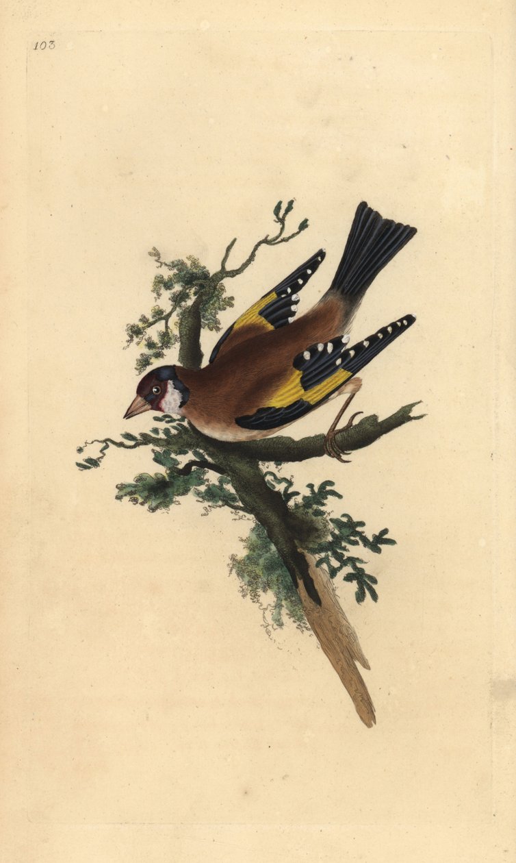 Chardonneret élégant, Carduelis carduelis. Gravure à la main en cuivre dessinée et gravée par Edward Donovan de son propre "Histoire naturelle des oiseaux britanniques," Londres - Edward Donovan