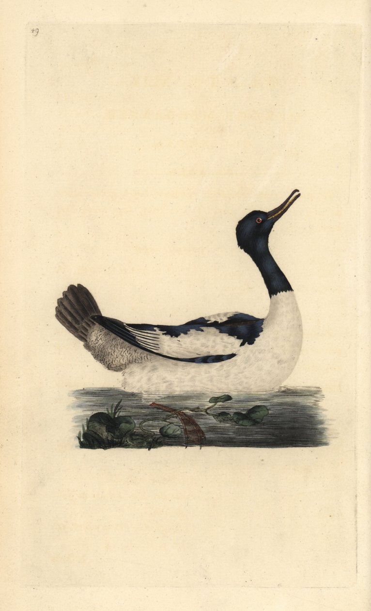 Harle bièvre. Mergus merganser. Gravure à la main par Edward Donovan de son "Histoire naturelle des oiseaux britanniques" - Edward Donovan