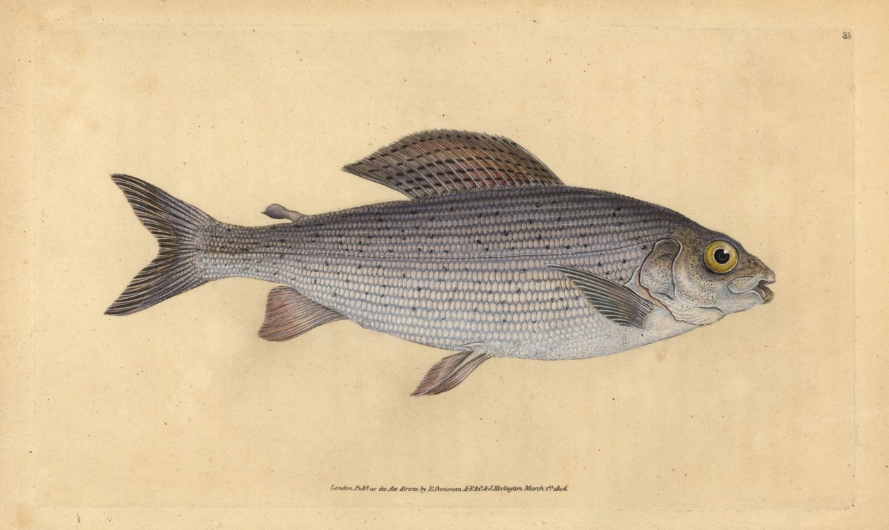 Ombre, Thymallus thymallus - Edward Donovan