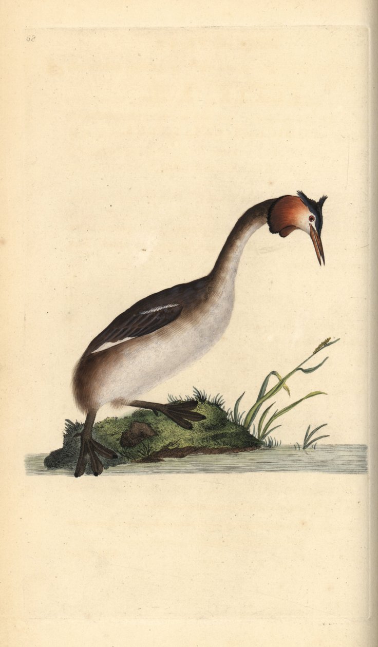 Grèbe huppé, Podiceps cristatus - Edward Donovan
