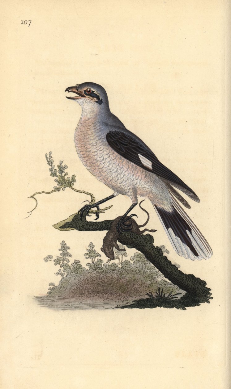 Pie-grièche grise (femelle), Lanius excubitor. Gravure à la main en cuivre dessinée et gravée par Edward Donovan de son propre "Histoire naturelle des oiseaux britanniques," Londres - Edward Donovan