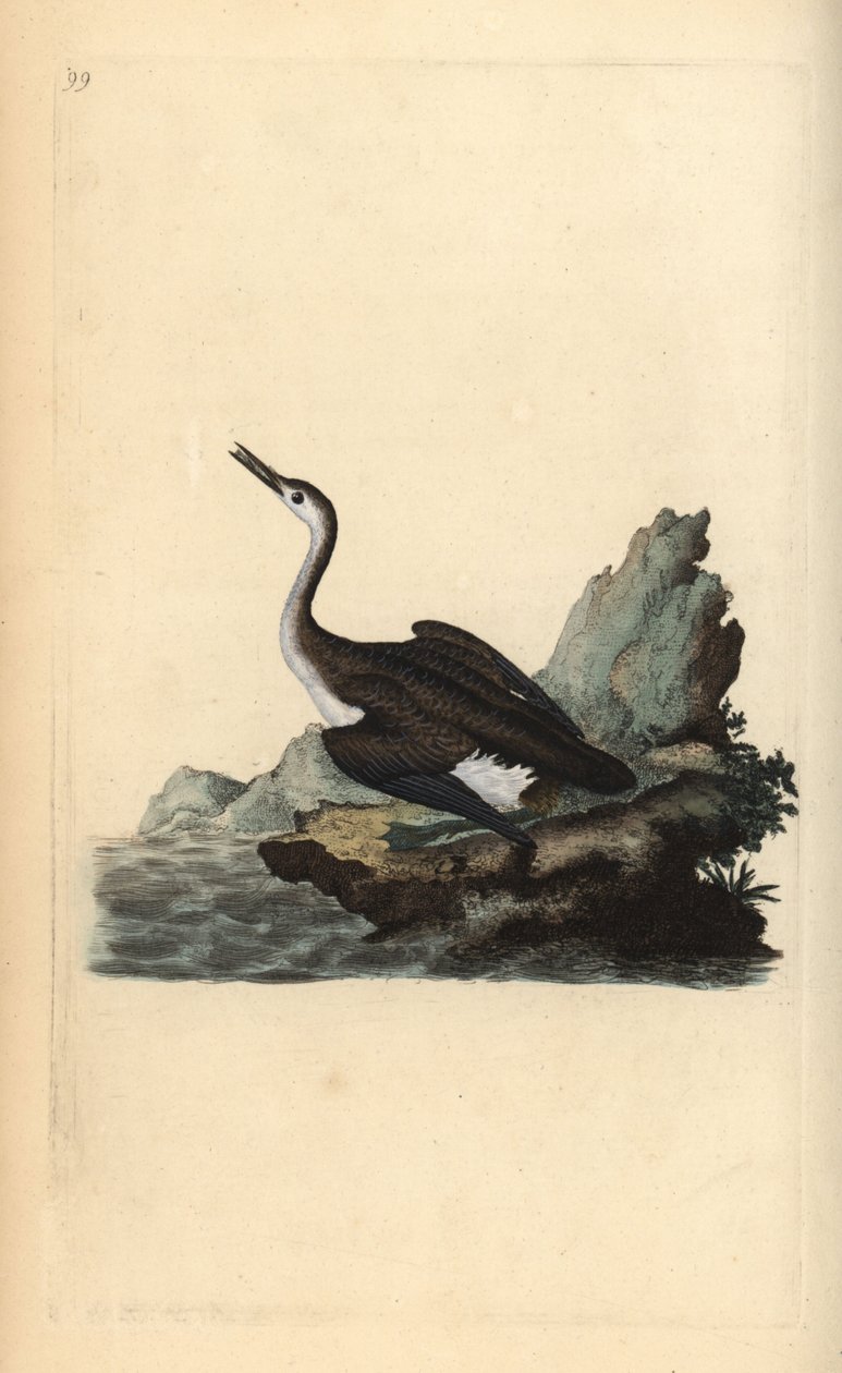 Plongeon imbrin, Gavia immer. Gravure à la main en cuivre dessinée et gravée par Edward Donovan de son Histoire naturelle des oiseaux britanniques, Londres - Edward Donovan
