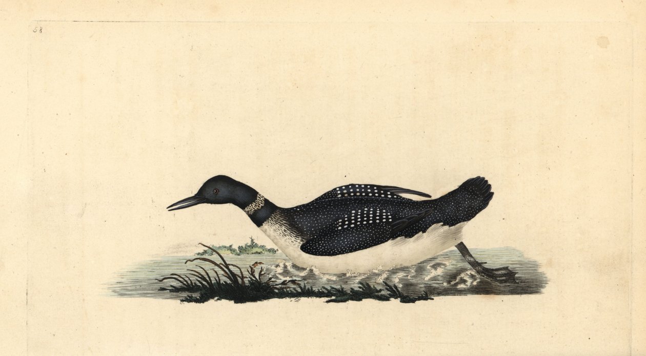 Plongeon imbrin, Gavia immer - Edward Donovan