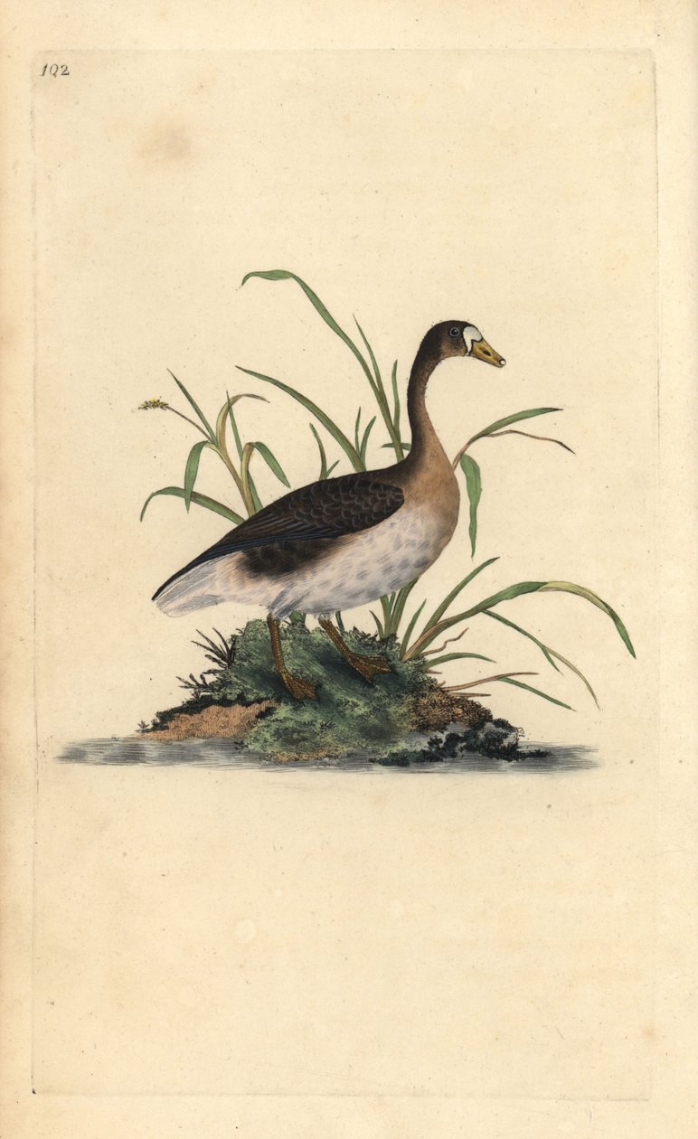 Oie rieuse, Anser albifrons. Gravure à la main en cuivre dessinée et gravée par Edward Donovan de son propre Histoire naturelle des oiseaux britanniques, Londres - Edward Donovan