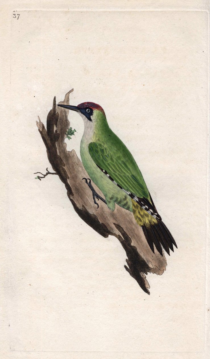 Pic vert, Picus viridis - Edward Donovan