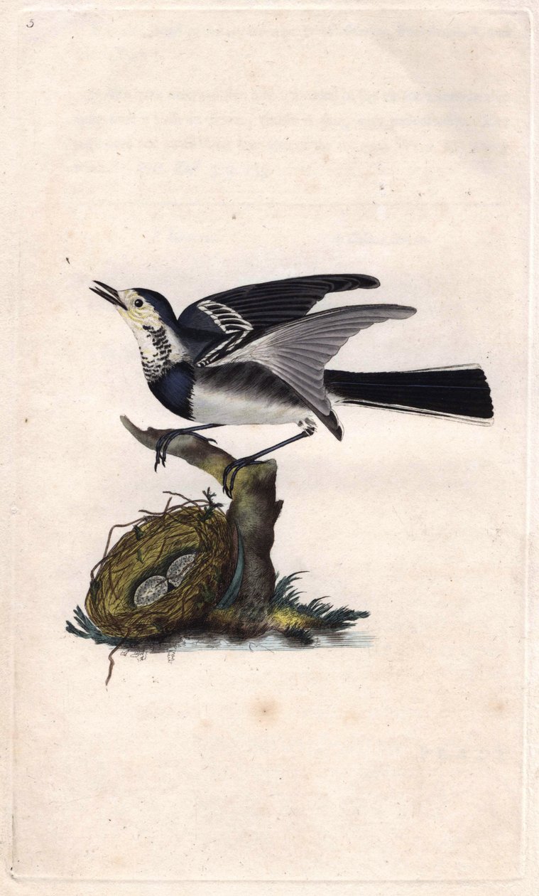 Bergeronnette grise. Gravure sur cuivre par Edward Donovan, publiée dans Histoire naturelle des oiseaux britanniques - Edward Donovan