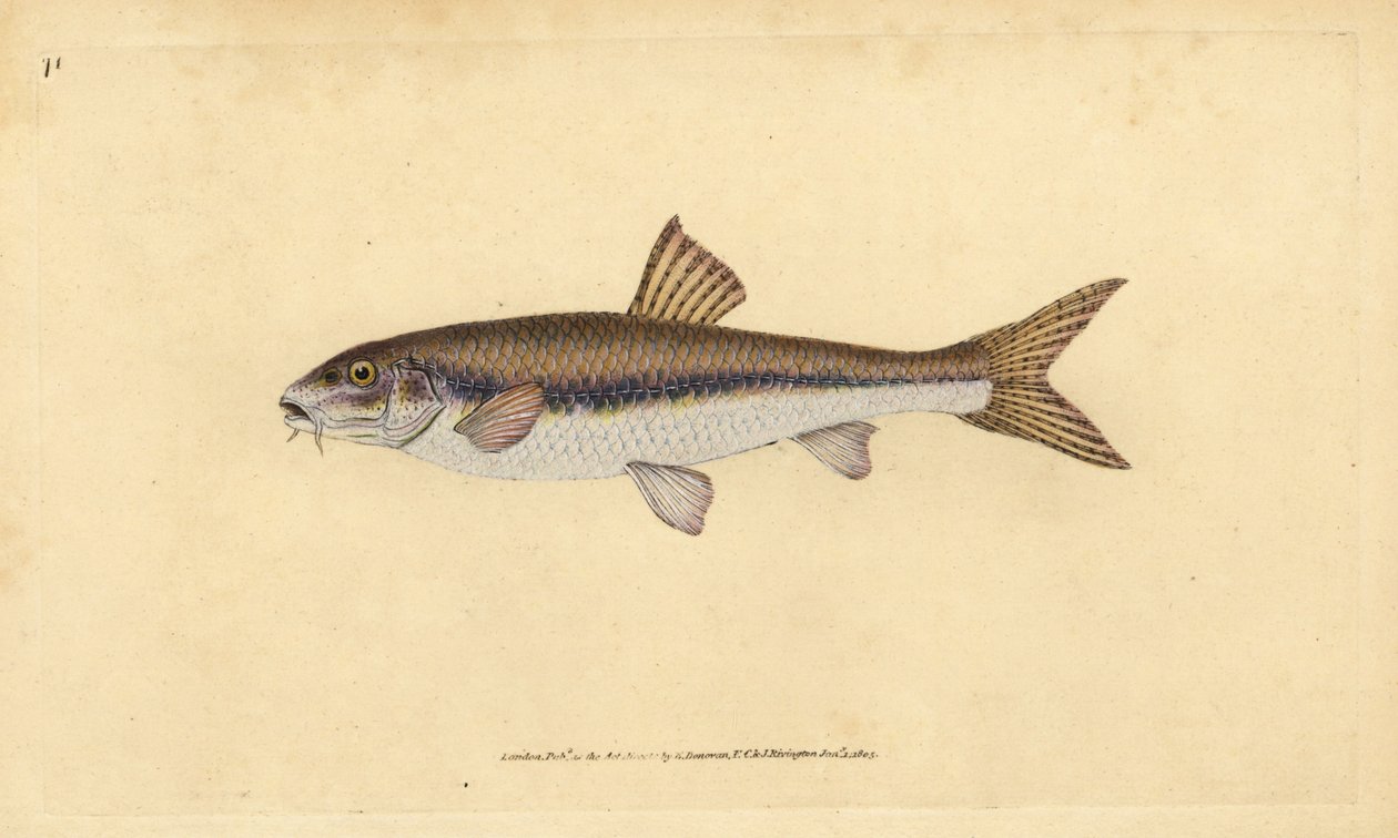 Goujon, Gobio gobio. Gravure à la main en cuivre dessinée et gravée par Edward Donovan de son Histoire naturelle des poissons britanniques, Donovan et F.C. et J. Rivington, Londres - Edward Donovan