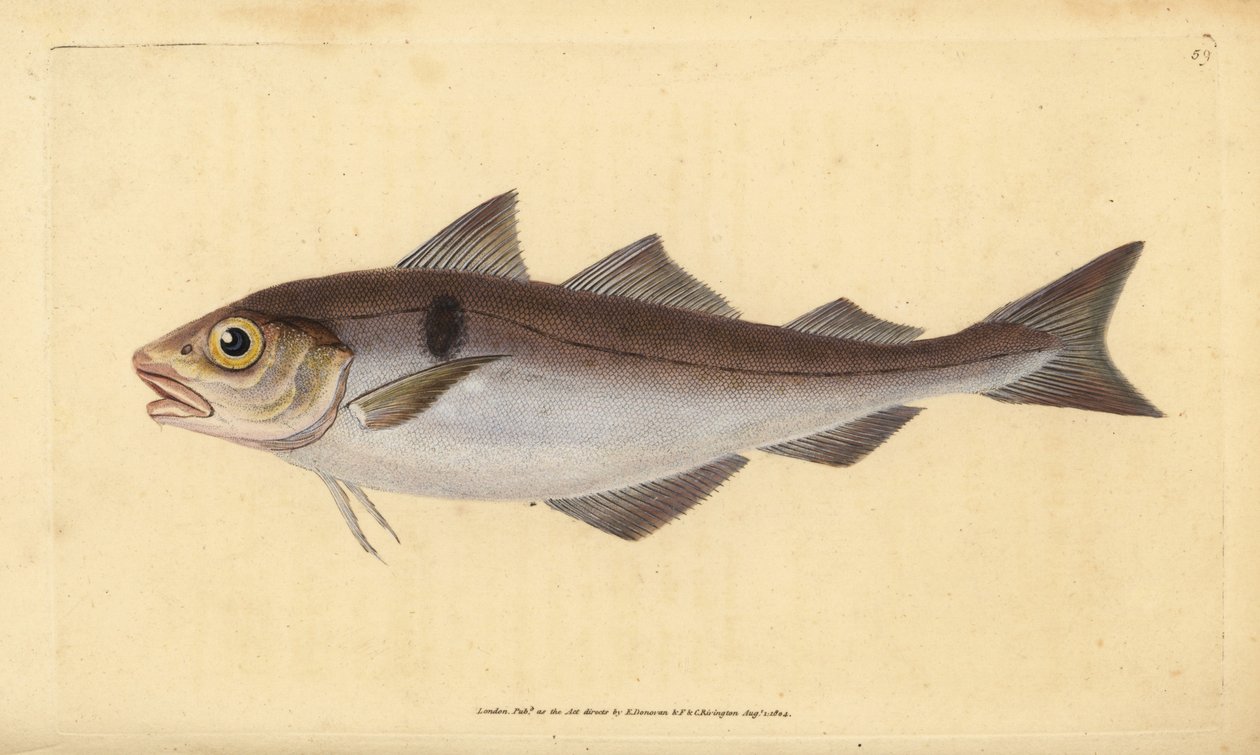 Églefin, Melanogrammus aeglefinus. Gravure à la main par Edward Donovan de son "Histoire naturelle des poissons britanniques" - Edward Donovan