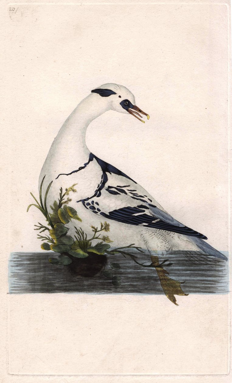 Harle piette, Mergus albellus - Edward Donovan