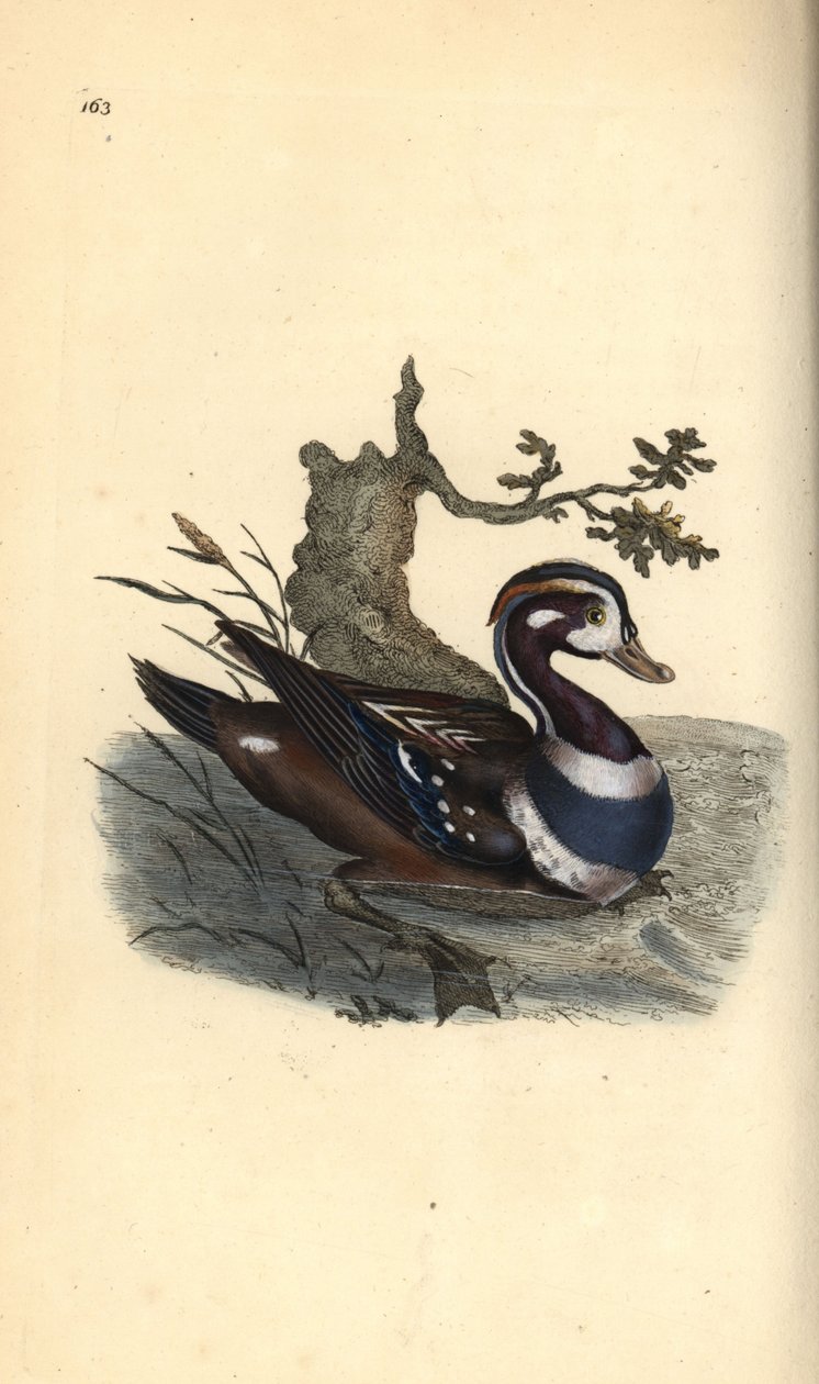 Arlequin plongeur, Histrionicus histrionicus - Edward Donovan
