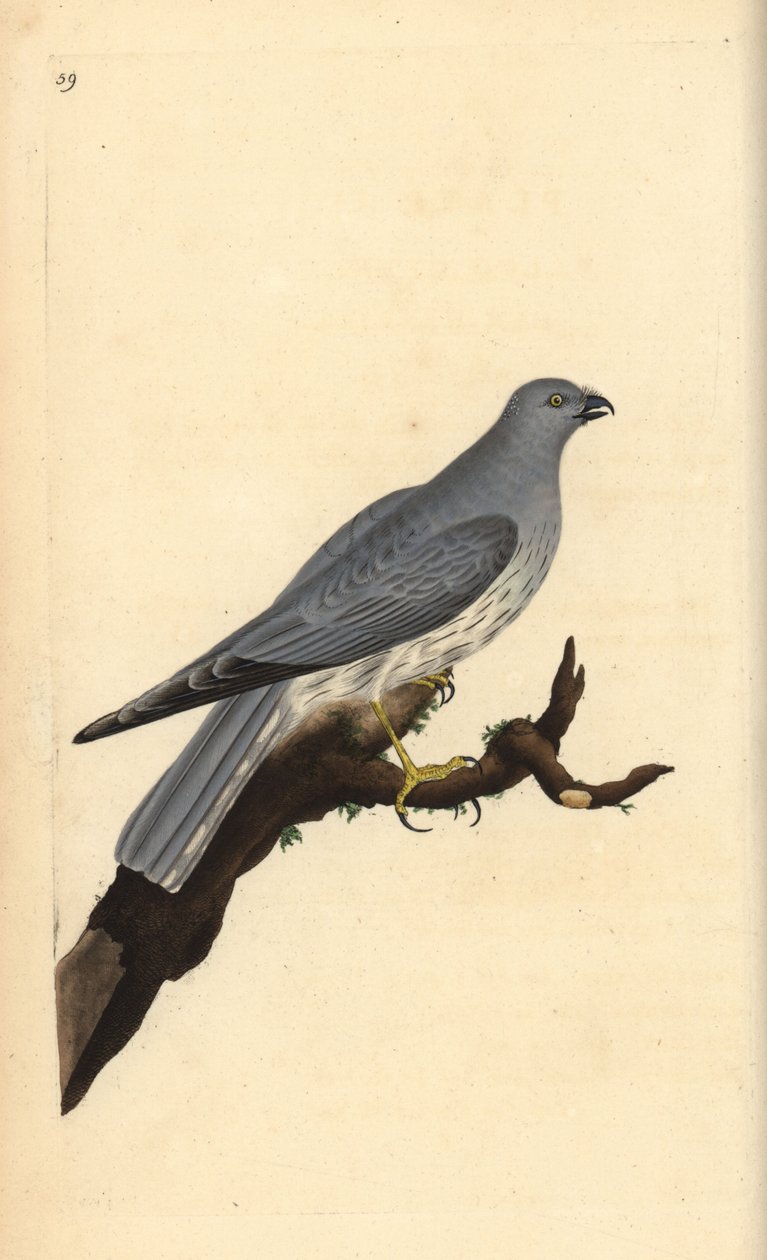 Busard Saint-Martin. Gravure à la main par Edward Donovan de son Histoire naturelle des oiseaux britanniques - Edward Donovan