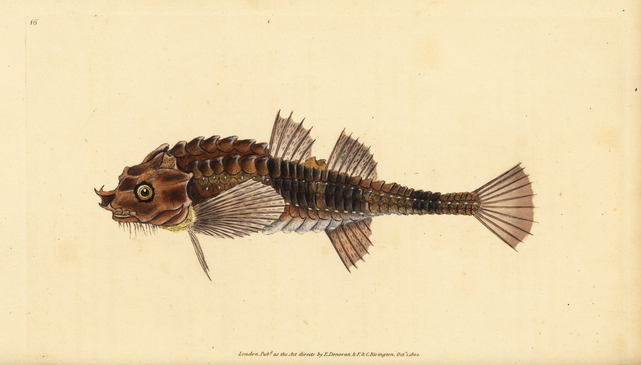 Agone, Agonus cataphractus (Pogge ou chabot armé, Cottus cataphractus). Gravure à la main en cuivre dessinée et gravée par Edward Donovan de son Histoire naturelle des poissons britanniques, Donovan et F.C. et J. Rivington, Londres - Edward Donovan