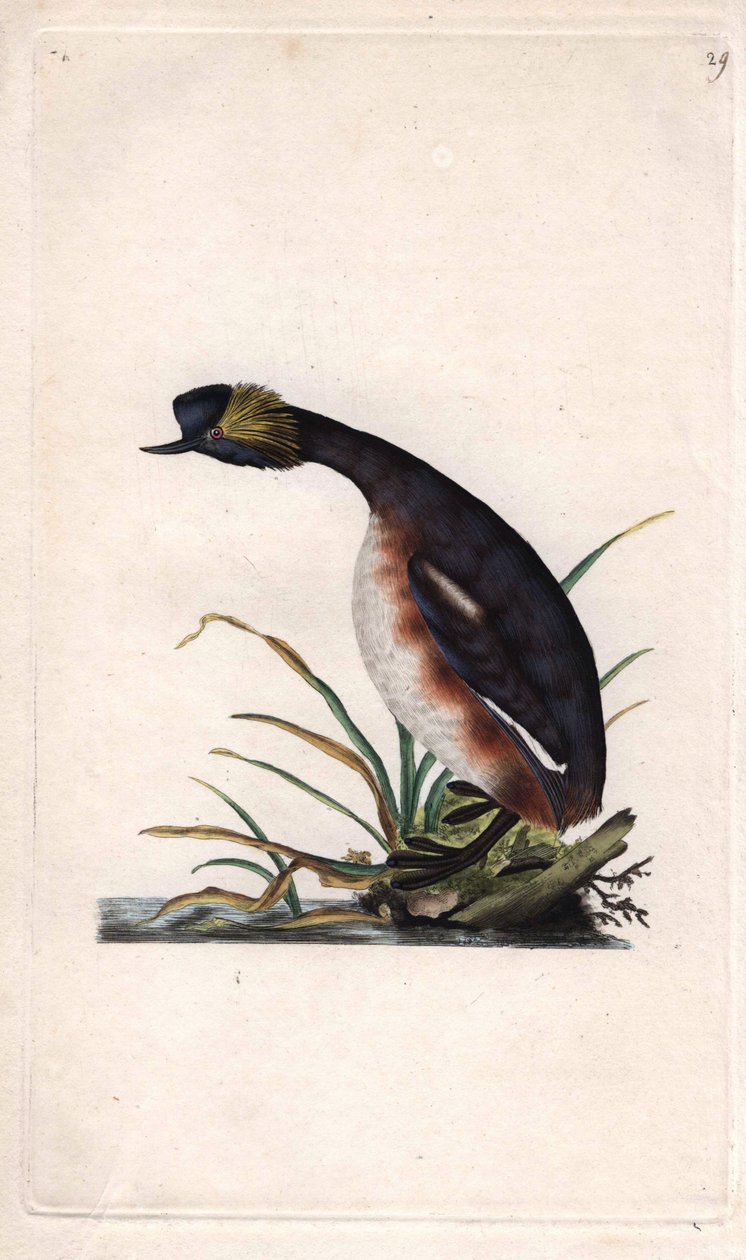 Grèbe cornu ou grèbe oreillard. Podiceps auritus (Colymbus auritus) - Edward Donovan