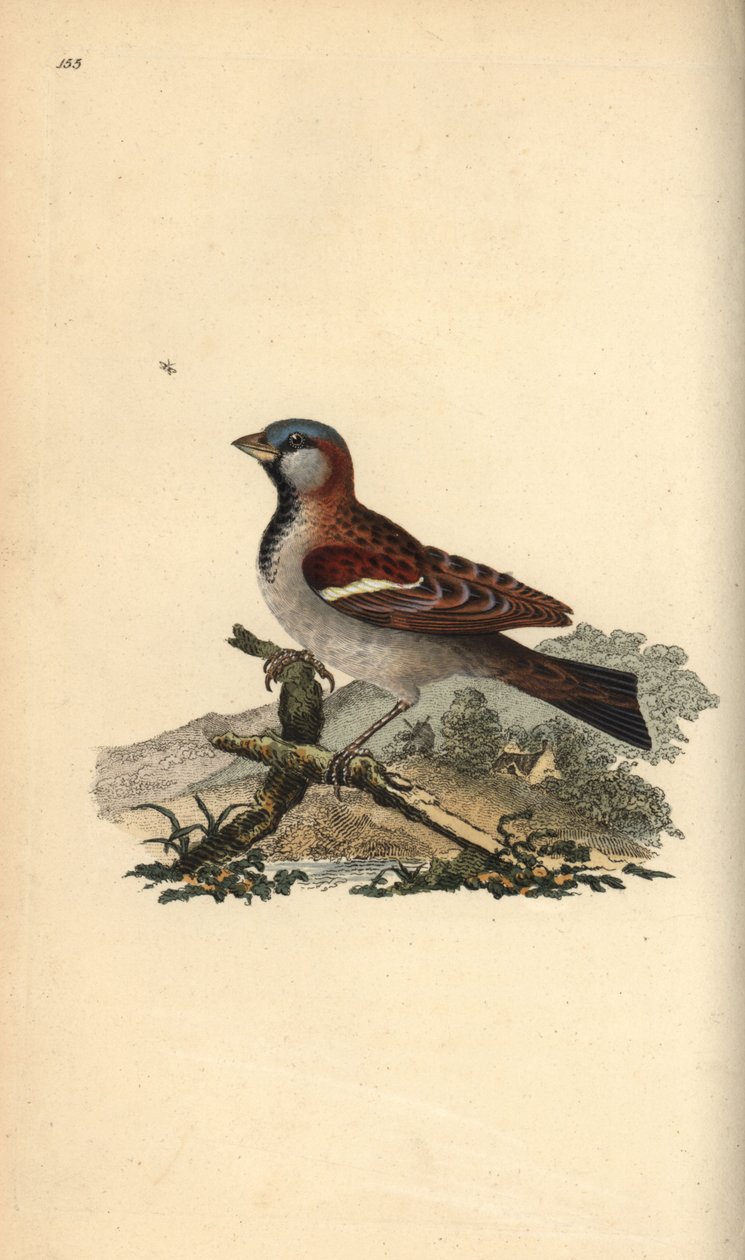 Moineau domestique, Pour domesticus - Edward Donovan