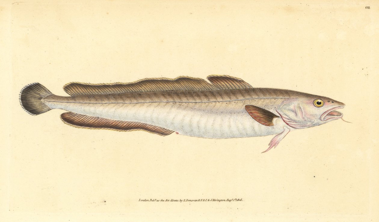 Lingue, Molva molva. Gravure à la main en cuivre dessinée et gravée par Edward Donovan de son Histoire naturelle des poissons britanniques, Donovan et F.C. et J. Rivington, Londres - Edward Donovan