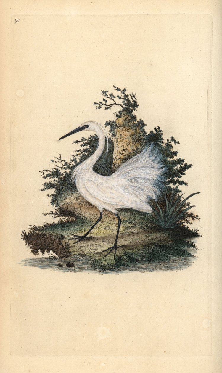 Aigrette garzette. Gravure à la main par Edward Donovan de son Histoire naturelle des oiseaux britanniques - Edward Donovan