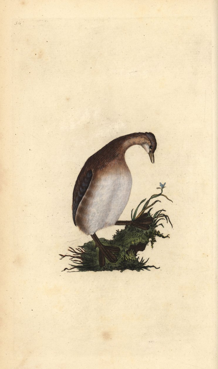 Grèbe castagneux, Tachybaptus ruficollis. Gravure à la main en cuivre dessinée et gravée par Edward Donovan de son propre Histoire naturelle des oiseaux britanniques, Londres - Edward Donovan