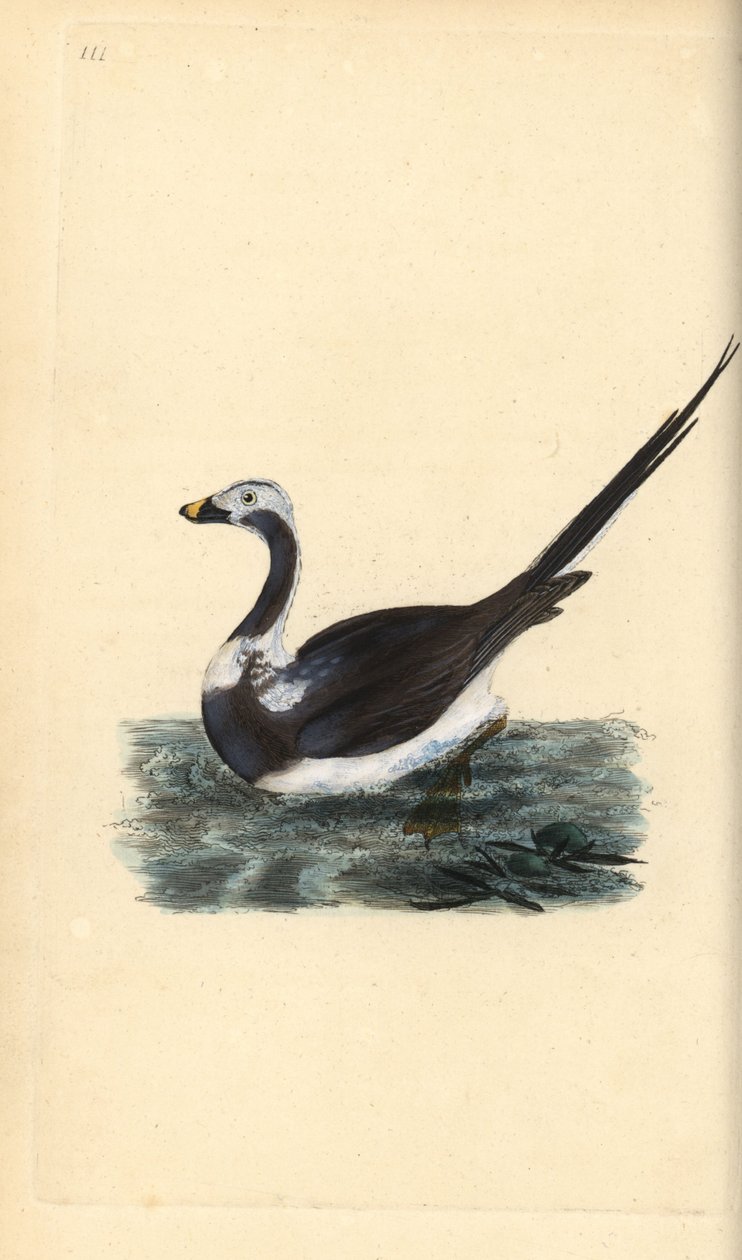 Harelde boréale, Clangula hyemalis. Vulnérable - Edward Donovan