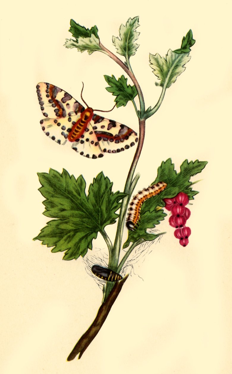 Magpie ou Phalène du groseillier : Phalaena grossulariata - Edward Donovan