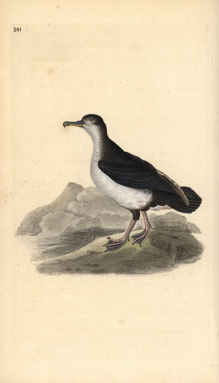 Puffin des Anglais, Puffinus puffinus - Edward Donovan