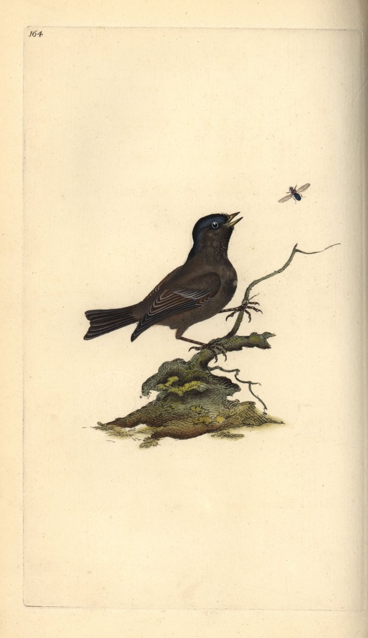 Mésange nonnette, Poecile palustris. Gravure à la main en cuivre dessinée et gravée par Edward Donovan de son propre Histoire naturelle des oiseaux britanniques, Londres - Edward Donovan