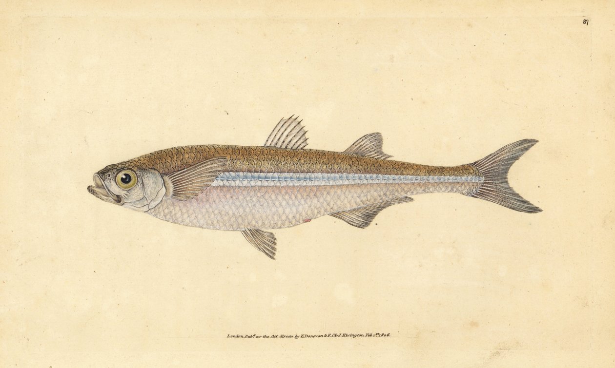 Athérine, Atherina hepsetus. Gravure à la main en cuivre dessinée et gravée par Edward Donovan de son Histoire naturelle des poissons britanniques, Donovan et F.C. et J. Rivington, Londres - Edward Donovan