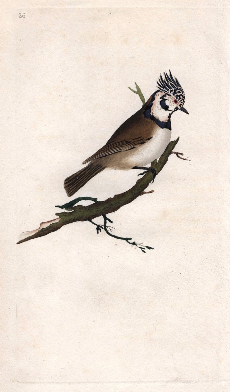 Mésange huppée. Lopophanes cristatus cristatus (Parus cristatus). Gravure sur cuivre publiée dans Histoire naturelle des oiseaux britanniques, Londres - Edward Donovan