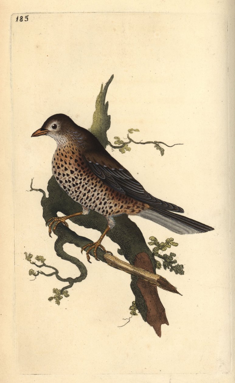 Grive draine, Turdus viscivorus - Edward Donovan