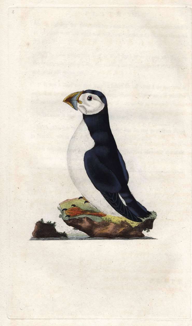 Macareux moine. Gravure sur cuivre par Edward Donovan, publiée dans Histoire naturelle des oiseaux britanniques - Edward Donovan