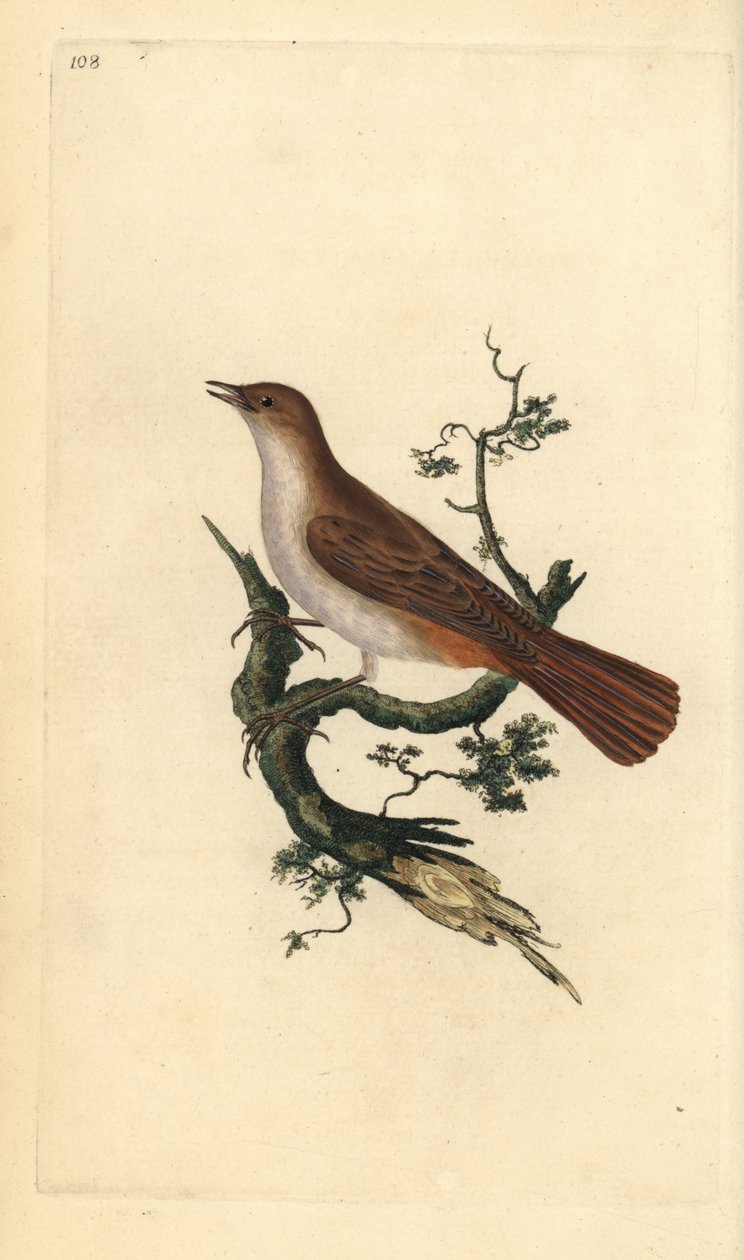 Rossignol, Luscinia megarhynchos. Gravure à la main en cuivre dessinée et gravée par Edward Donovan de son propre « Histoire naturelle des oiseaux britanniques », Londres - Edward Donovan